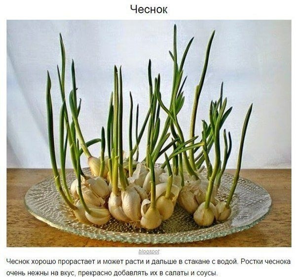 8 ОВОЩЕЙ,КОТОРЫЕ МОЖНО КУПИТЬ ОДИН РАЗ,А ПОТОМ ВЫРАЩИВАТЬ ВСЕГДА Очень легко всегда иметь свежую зелень на столе. Многие растения сразу же прорастают в воде и дают новый урожай. Попробуйте