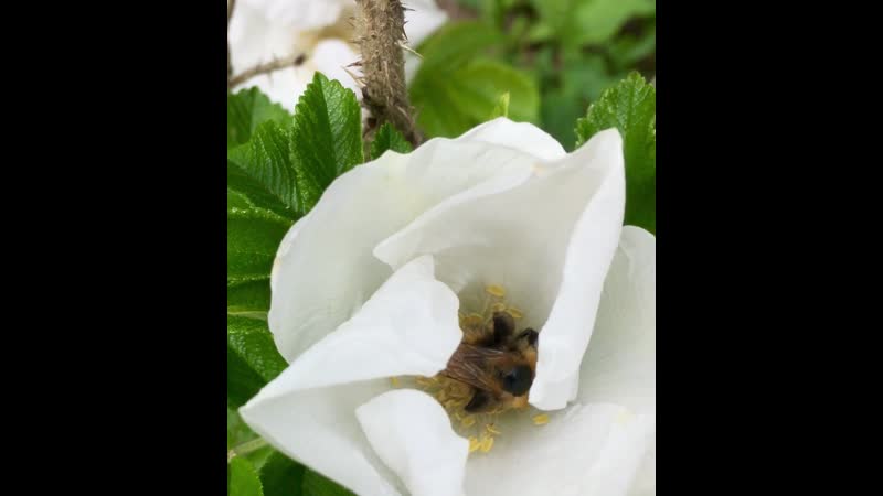 IMG_7985.mov