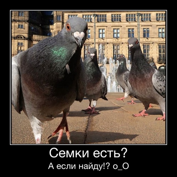 Афиша Челябинск Идем кормить голубей