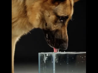 Собаки не могут всасывать жидкости, как мы. Отчасти это связано с их щечками, а отчасти с формой рта. У собак имеется... (видео)