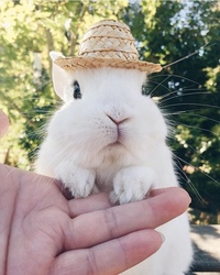 Tiny bunny фото всех героев. Bunny lovers на русском. Rabbits reviews. календарь кролик. бегает зайчик по лесу.