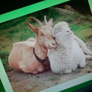 романтик коллекшн