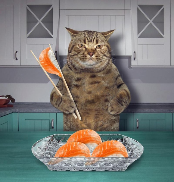 кот ест суши. сушилка для кота. сушка коте. смешные кошки. сушка коте.