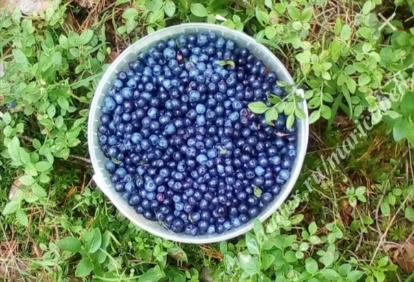 Черника рассказы на дзен