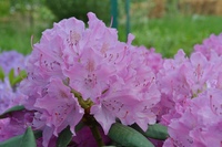 кувырколлегия рододендрон. рододендрон миежко. дерево рододендрон синтия. кувырколлегия рододендрон. азалия рододендрон древовидная.